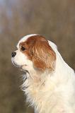 CAVALIER KING CHARLES 358